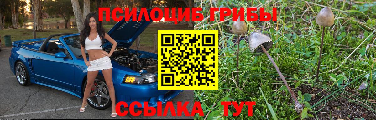 Гурьевск  Галлюциногенные грибы GOLDEN TEACHER  Вход с VPN 
